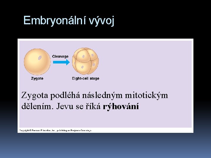 Embryonální vývoj Zygota podléhá následným mitotickým dělením. Jevu se říká rýhování 