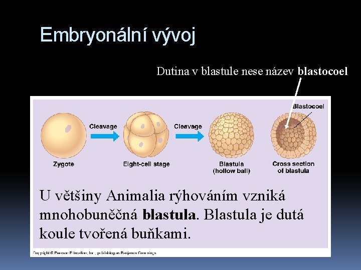 Embryonální vývoj Dutina v blastule nese název blastocoel U většiny Animalia rýhováním vzniká mnohobuněčná