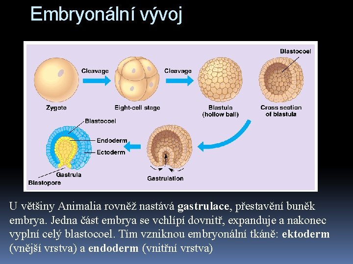 Embryonální vývoj U většiny Animalia rovněž nastává gastrulace, přestavění buněk embrya. Jedna část embrya