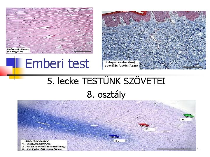 Emberi test 5. lecke TESTÜNK SZÖVETEI 8. osztály 1 