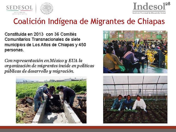 28 Coalición Indígena de Migrantes de Chiapas Constituida en 2013 con 36 Comités Comunitarios