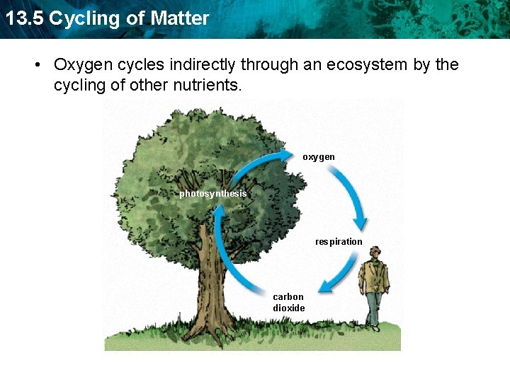 13. 5 Cycling of Matter • Oxygen cycles indirectly through an ecosystem by the