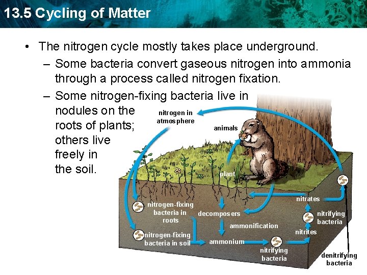 13. 5 Cycling of Matter • The nitrogen cycle mostly takes place underground. –