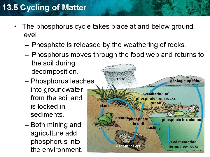 13. 5 Cycling of Matter • The phosphorus cycle takes place at and below