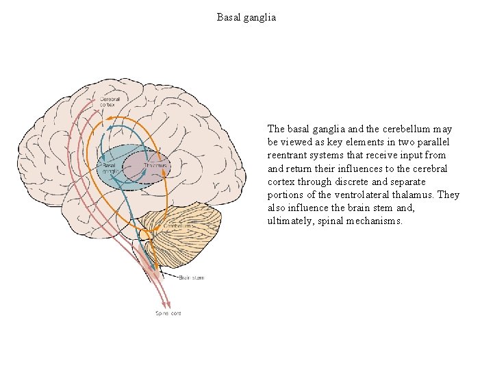 Basal ganglia The basal ganglia and the cerebellum may be viewed as key elements