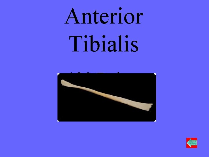 Anterior Tibialis 120 Points 