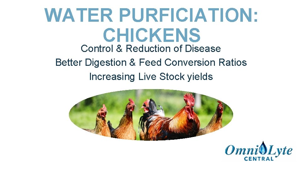 WATER PURFICIATION: CHICKENS Control & Reduction of Disease Better Digestion & Feed Conversion Ratios