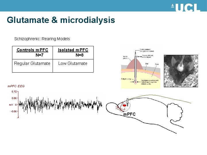 Glutamate & microdialysis Schizophrenic: Rearing Models Controls m. PFC N=7 Isolated m. PFC N=8