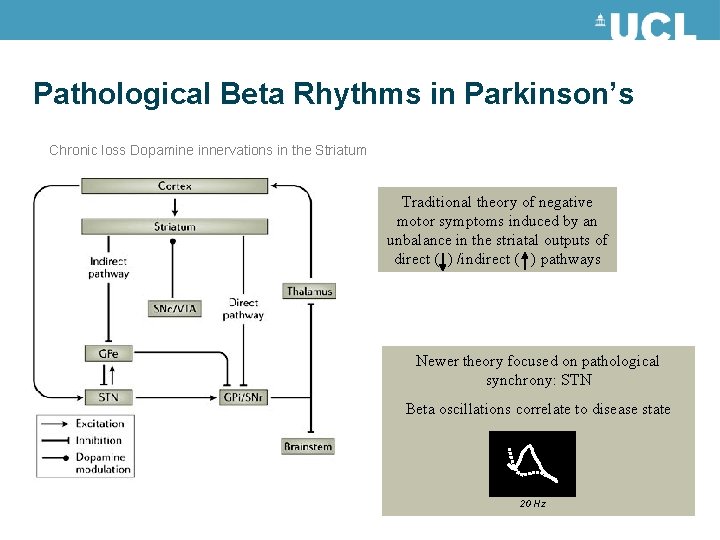Pathological Beta Rhythms in Parkinson’s Chronic loss Dopamine innervations in the Striatum Traditional theory