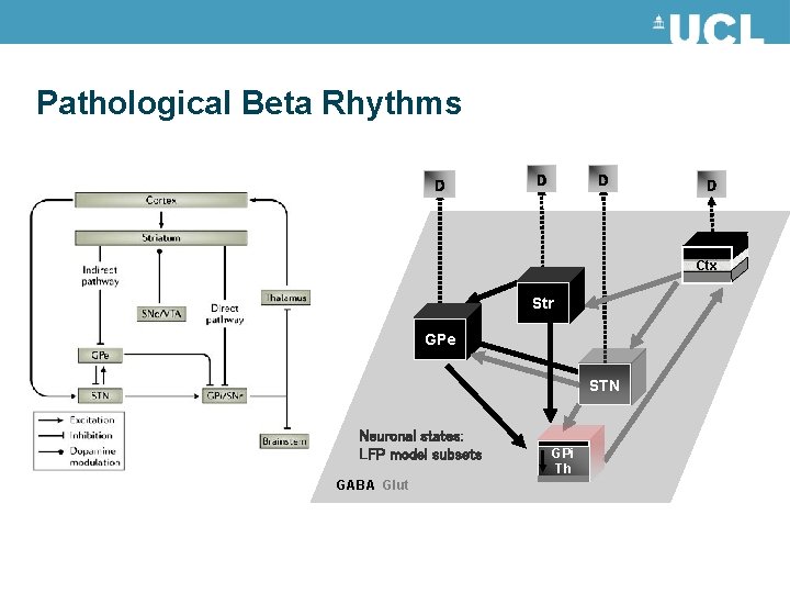 Pathological Beta Rhythms D D Ctx Str GPe STN Neuronal states: LFP model subsets