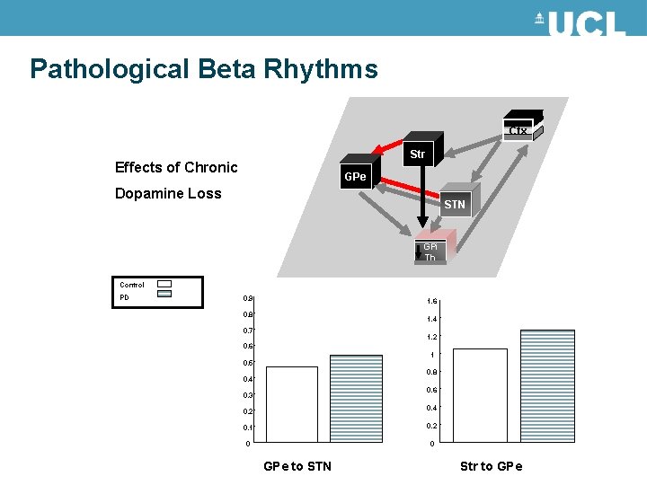 Pathological Beta Rhythms Ctx Str Effects of Chronic GPe Dopamine Loss STN GPi Th