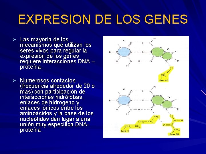 EXPRESION DE LOS GENES Ø Las mayoría de los mecanismos que utilizan los seres