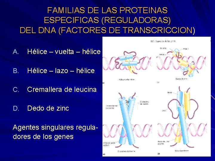 FAMILIAS DE LAS PROTEINAS ESPECIFICAS (REGULADORAS) DEL DNA (FACTORES DE TRANSCRICCION) A. Hélice –