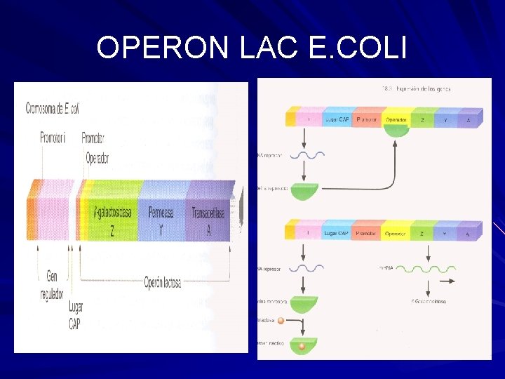 OPERON LAC E. COLI 