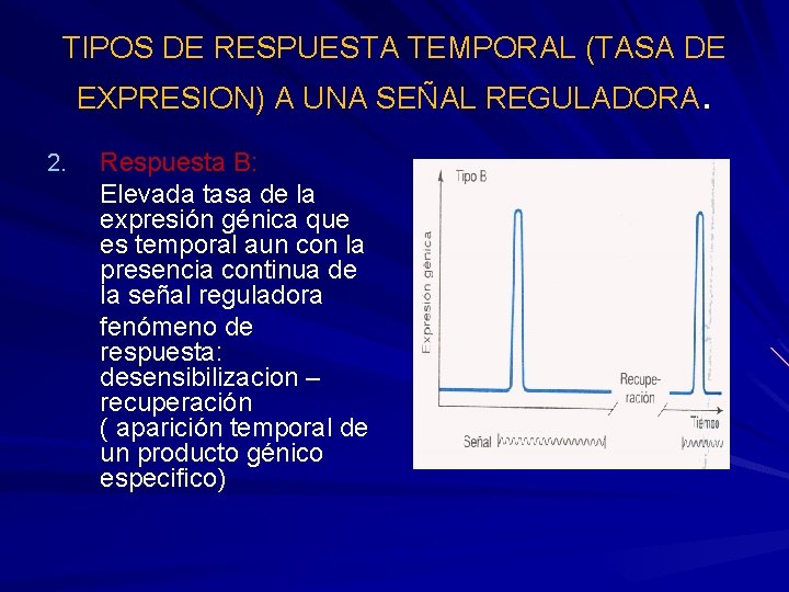 TIPOS DE RESPUESTA TEMPORAL (TASA DE EXPRESION) A UNA SEÑAL REGULADORA. 2. Respuesta B: