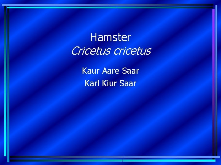 Hamster Cricetus cricetus Kaur Aare Saar Karl Kiur Saar 