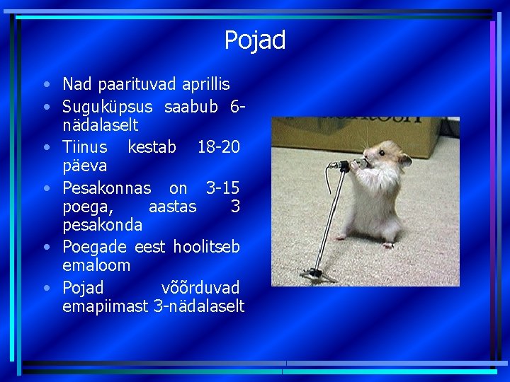 Pojad • Nad paarituvad aprillis • Suguküpsus saabub 6 nädalaselt • Tiinus kestab 18