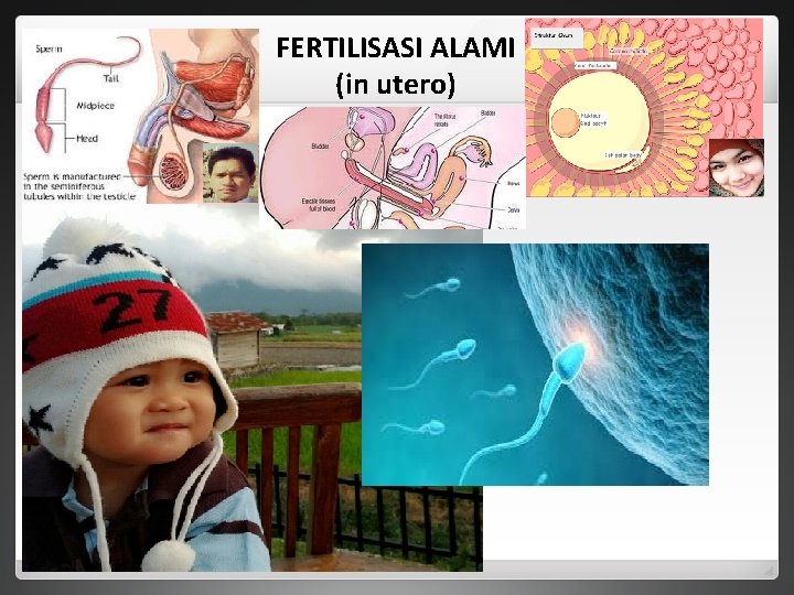FERTILISASI ALAMI (in utero) 