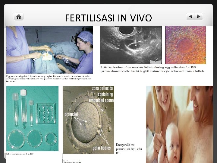 FERTILISASI IN VIVO 