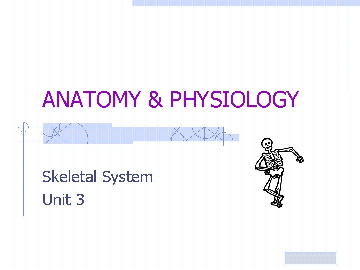 ANATOMY & PHYSIOLOGY Skeletal System Unit 3 