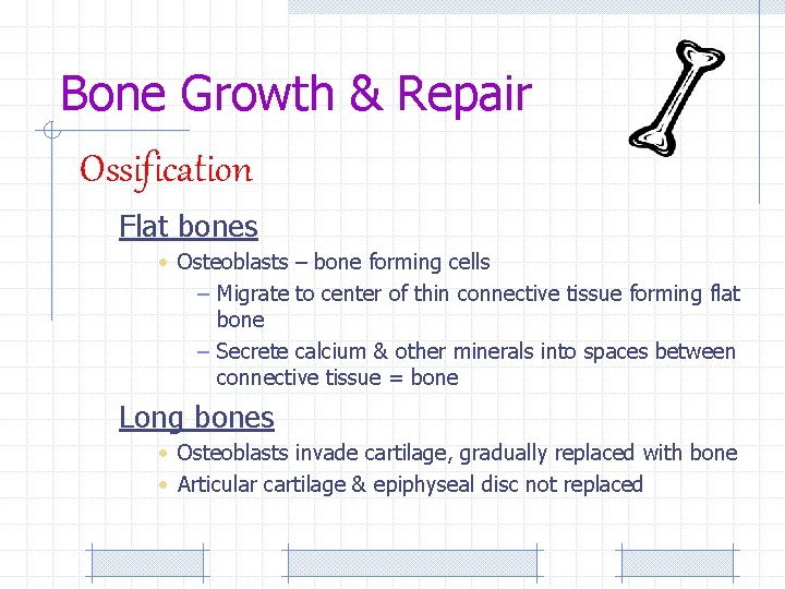 Bone Growth & Repair Ossification Flat bones • Osteoblasts – bone forming cells –