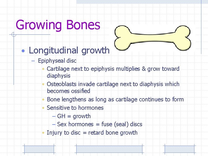 Growing Bones • Longitudinal growth – Epiphyseal disc • Cartilage next to epiphysis multiplies