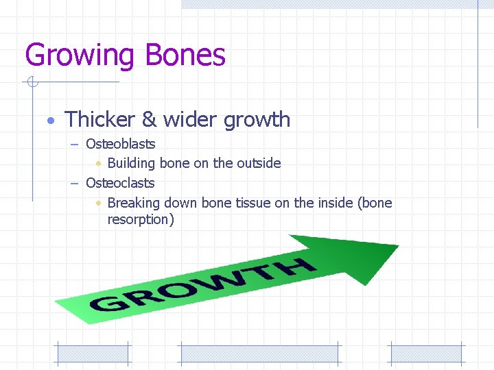 Growing Bones • Thicker & wider growth – Osteoblasts • Building bone on the