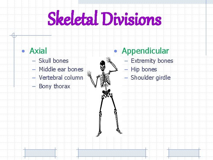 Skeletal Divisions • Axial – – Skull bones Middle ear bones Vertebral column Bony