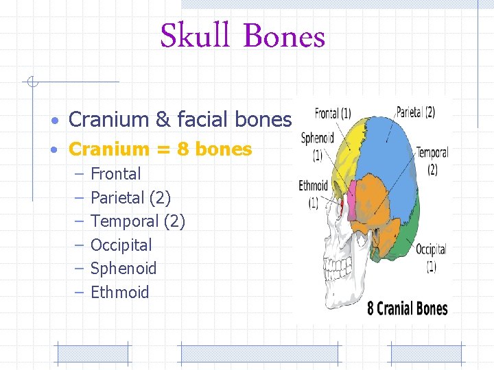 Skull Bones • Cranium & facial bones • Cranium = 8 bones – –
