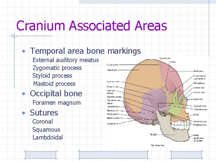 Cranium Associated Areas • Temporal area bone markings External auditory meatus Zygomatic process Styloid