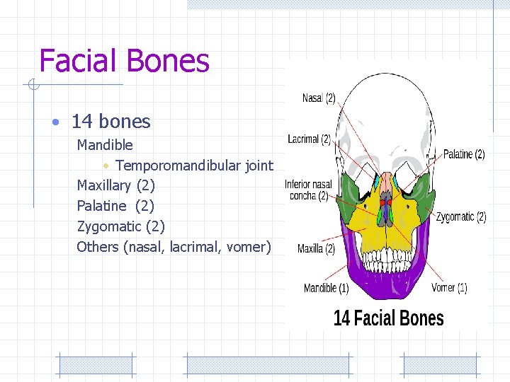 Facial Bones • 14 bones Mandible • Temporomandibular joint Maxillary (2) Palatine (2) Zygomatic
