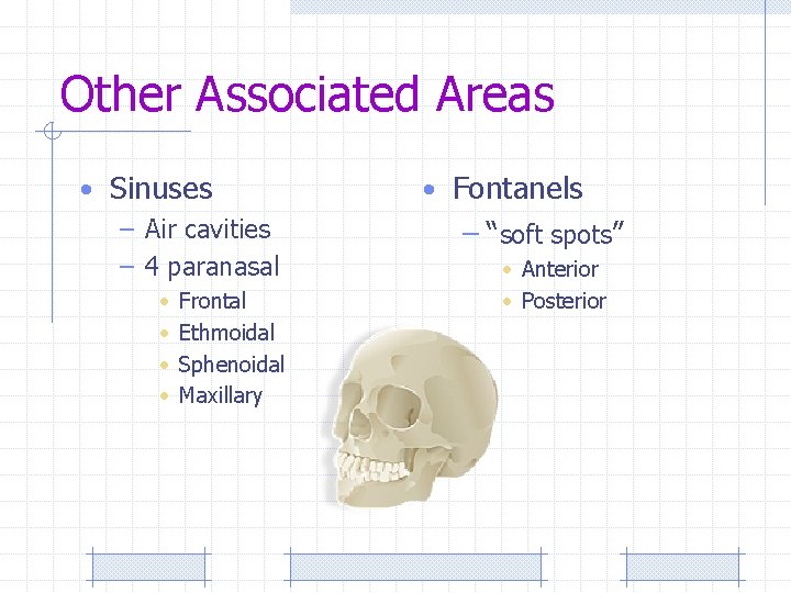 Other Associated Areas • Sinuses – Air cavities – 4 paranasal • • Frontal