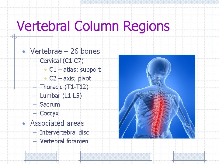 Vertebral Column Regions • Vertebrae – 26 bones – Cervical (C 1 -C 7)
