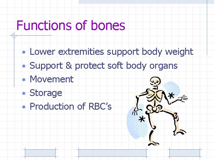 Functions of bones • Lower extremities support body weight • Support & protect soft