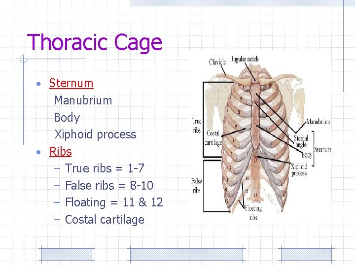 Thoracic Cage • Sternum Manubrium Body Xiphoid process • Ribs – True ribs =