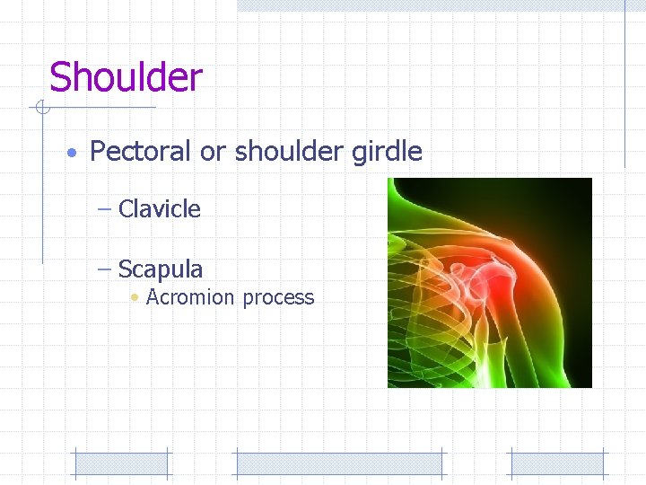 Shoulder • Pectoral or shoulder girdle – Clavicle – Scapula • Acromion process 