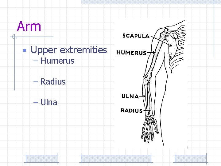 Arm • Upper extremities – Humerus – Radius – Ulna 