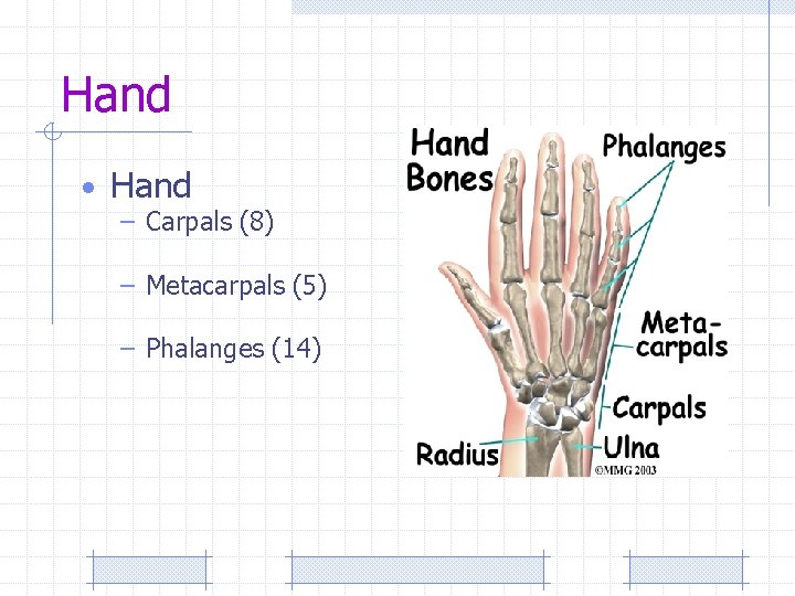 Hand • Hand – Carpals (8) – Metacarpals (5) – Phalanges (14) 