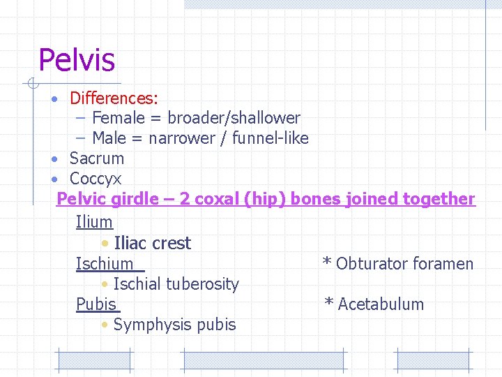 Pelvis • Differences: – Female = broader/shallower – Male = narrower / funnel-like •