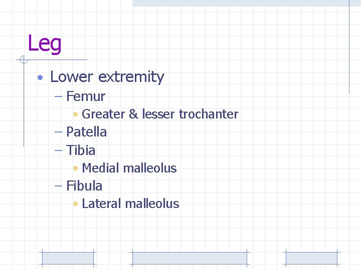 Leg • Lower extremity – Femur • Greater & lesser trochanter – Patella –