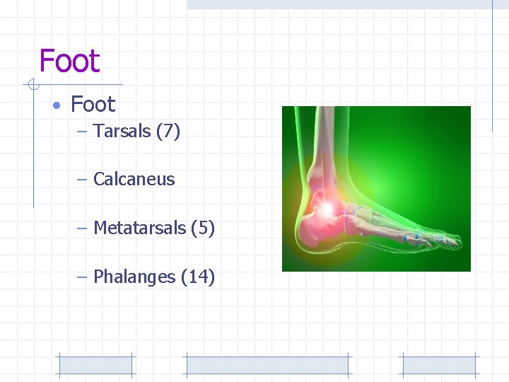 Foot • Foot – Tarsals (7) – Calcaneus – Metatarsals (5) – Phalanges (14)