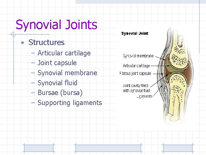 Synovial Joints • Structures – Articular cartilage – Joint capsule – Synovial membrane –