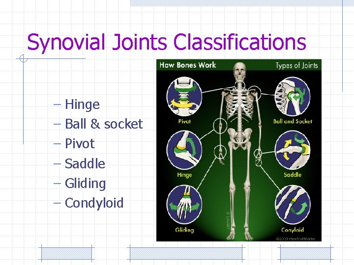 Synovial Joints Classifications – Hinge – Ball & socket – Pivot – Saddle –