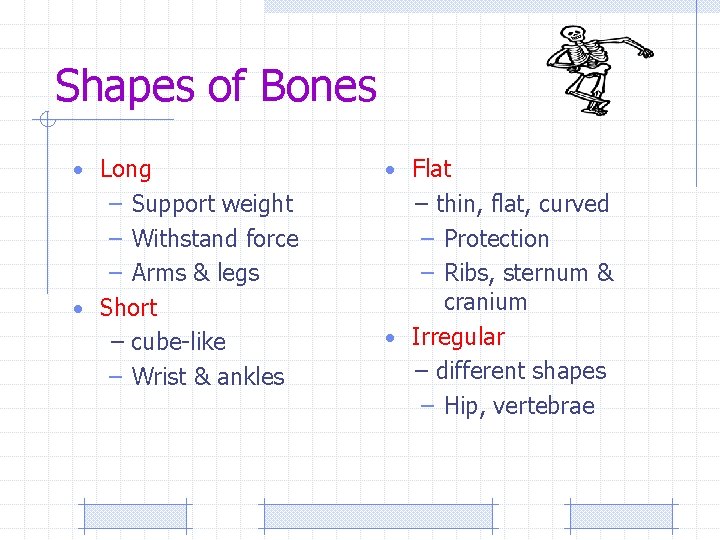 Shapes of Bones • Long • Flat – Support weight – Withstand force –
