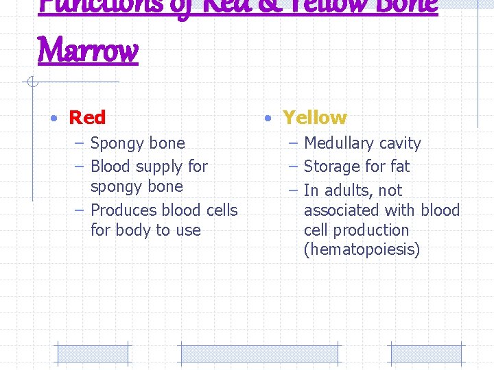 Functions of Red & Yellow Bone Marrow • Red – Spongy bone – Blood