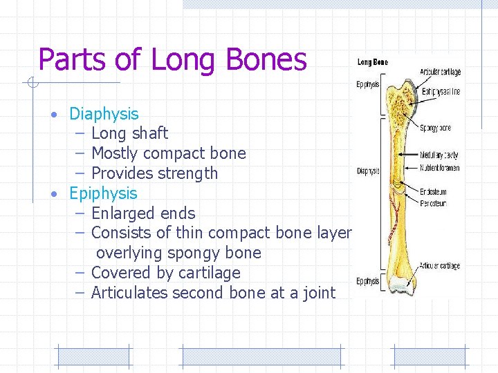 Parts of Long Bones • Diaphysis – Long shaft – Mostly compact bone –
