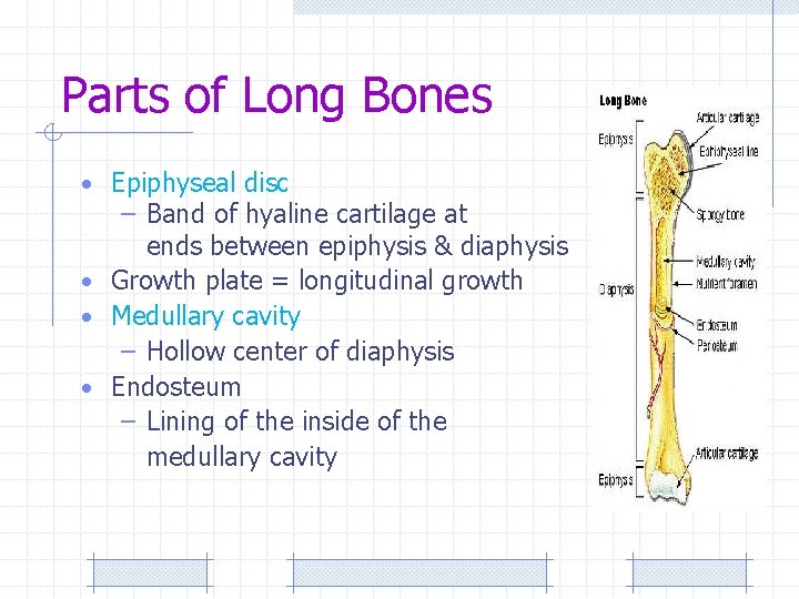 Parts of Long Bones • Epiphyseal disc – Band of hyaline cartilage at ends