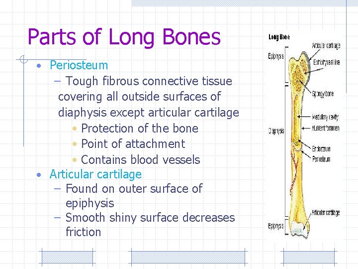 Parts of Long Bones • Periosteum – Tough fibrous connective tissue covering all outside