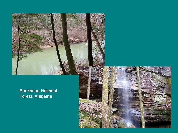 Bankhead National Forest, Alabama 