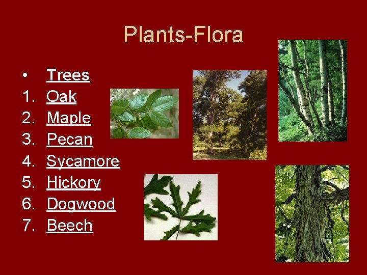 Plants-Flora • 1. 2. 3. 4. 5. 6. 7. Trees Oak Maple Pecan Sycamore